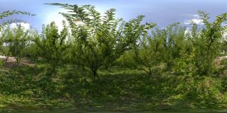 茂县农业基地图片 (41)